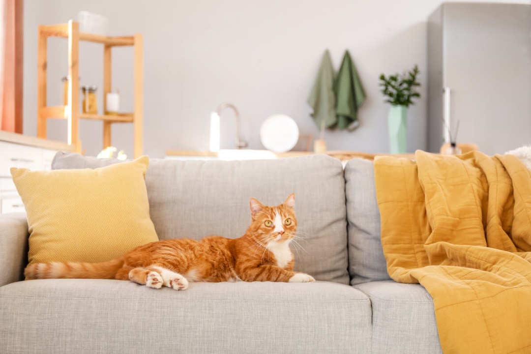 Purrfect picks: How to choose the best couch for cats - Coas