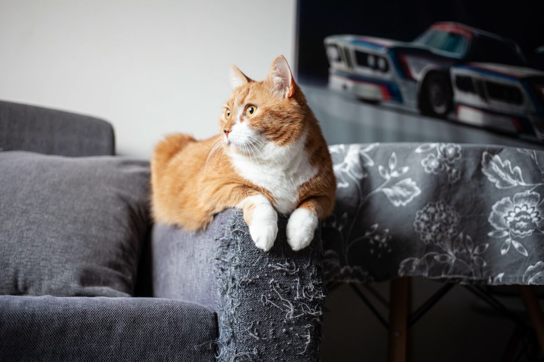 Purrfect picks: How to choose the best couch for cats - Coas